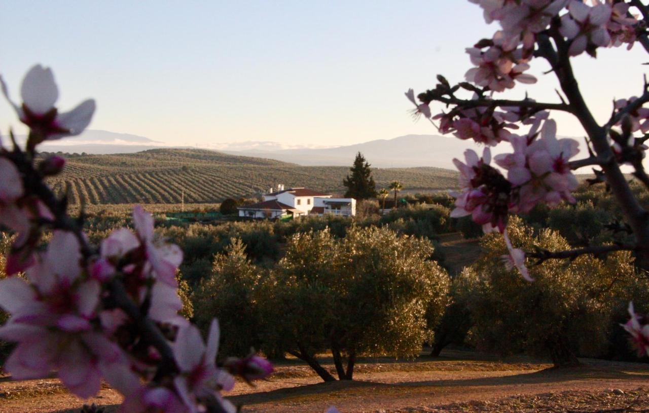 Casa Olivar B&B Tocon Exterior photo